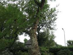 bomen rooien Milheeze